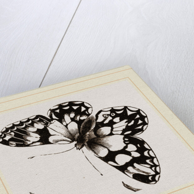 Marbled Butterfly by Anonymous