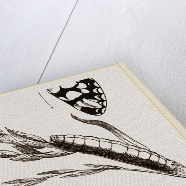 Marbled Butterfly by Anonymous