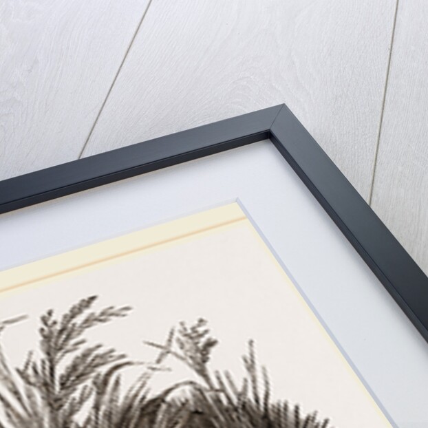 Neerophorus Sepultor and Frog by Anonymous