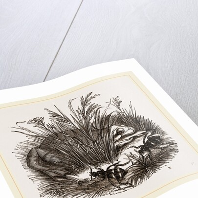 Neerophorus Sepultor and Frog by Anonymous