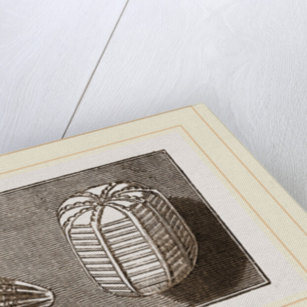 Egg of Butterfly and'of Moth by Anonymous