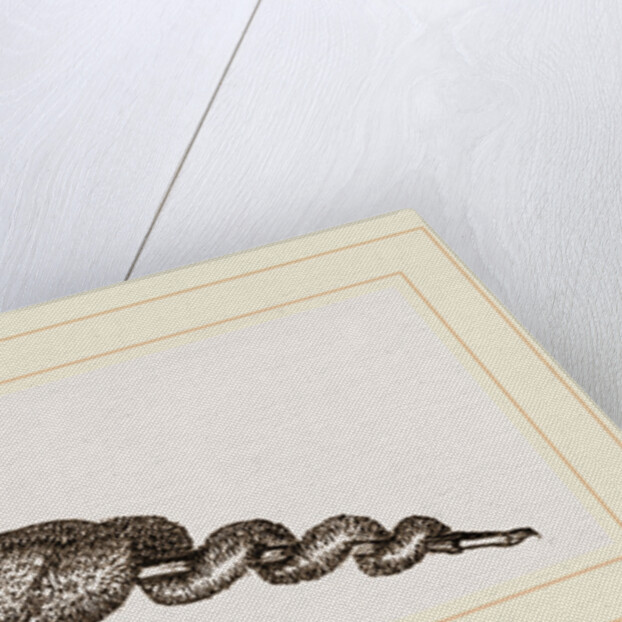 Eggs of unknown Moth by Anonymous