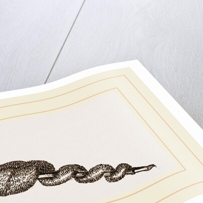 Eggs of unknown Moth by Anonymous