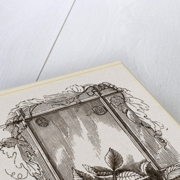 Two Groups of Eggs Rose-leaf Roller by Anonymous