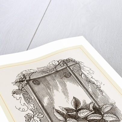 Two Groups of Eggs Rose-leaf Roller by Anonymous