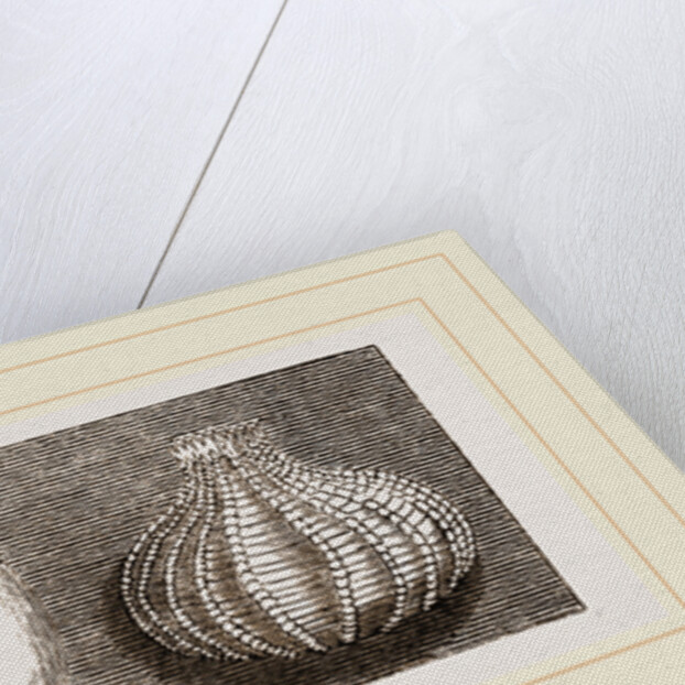 Valvular Eggs by Anonymous