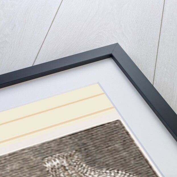 Valvular Eggs by Anonymous