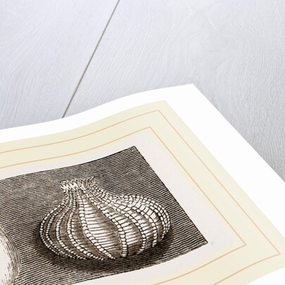 Valvular Eggs by Anonymous