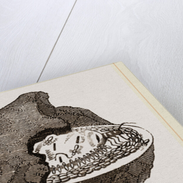 Cell of Queen Termites by Anonymous