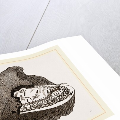 Cell of Queen Termites by Anonymous