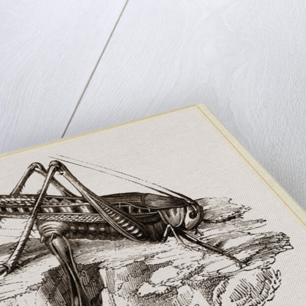 Spotted Grasshopper and Eggs by Anonymous