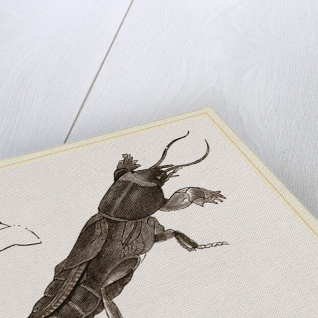Mole-Cricket by Anonymous