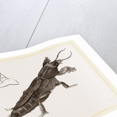 Mole-Cricket by Anonymous