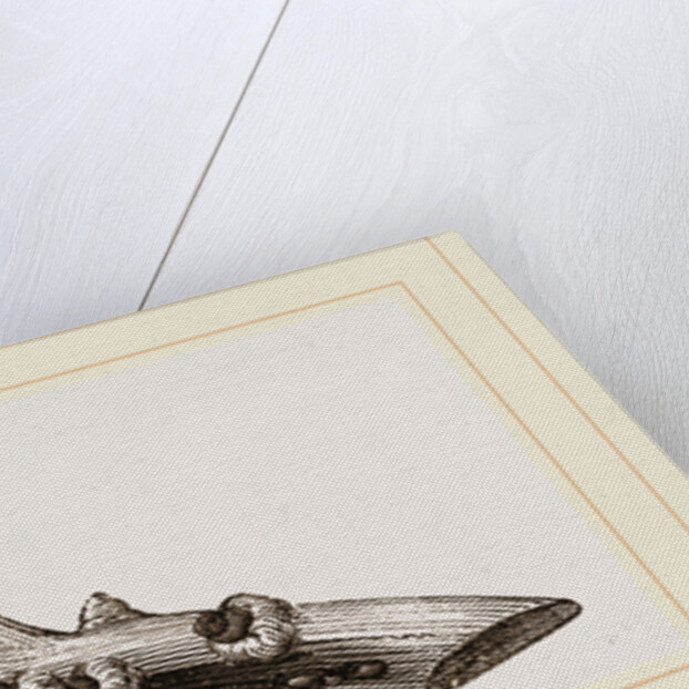 Eggs of Cochineal by Anonymous