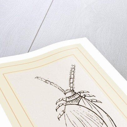 Cochineal Insects by Anonymous
