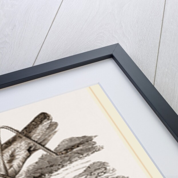 Greenfield-Cricket by Anonymous