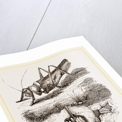 Greenfield-Cricket by Anonymous