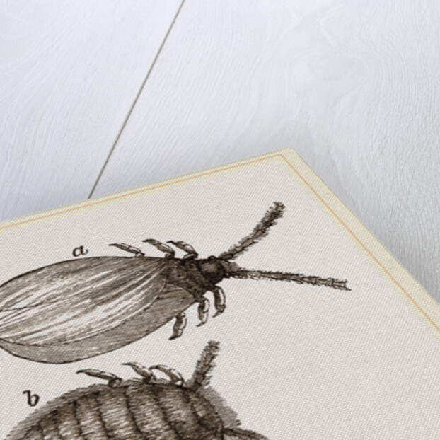 Cochineal Insects by Anonymous