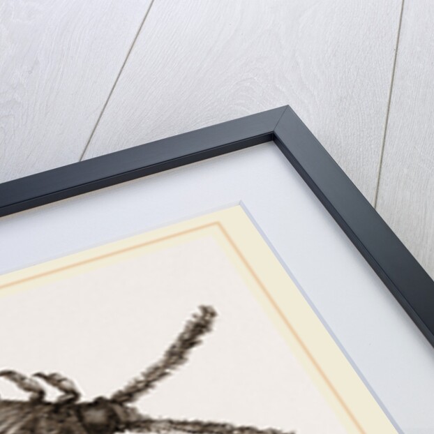 Cochineal Insects by Anonymous