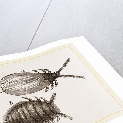 Cochineal Insects by Anonymous