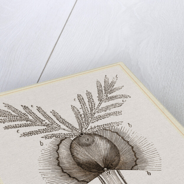 Germination of a Grain Wheat by Anonymous