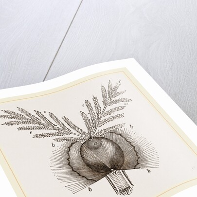 Germination of a Grain Wheat by Anonymous