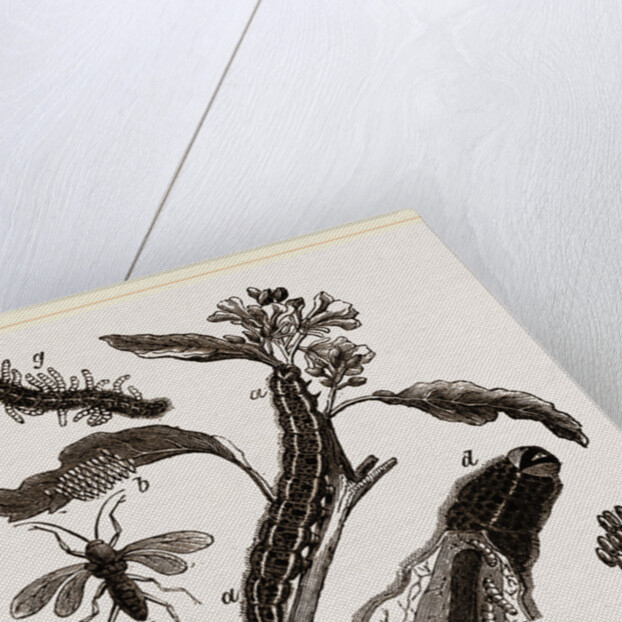 Ichneumons and Caterpillars by Anonymous