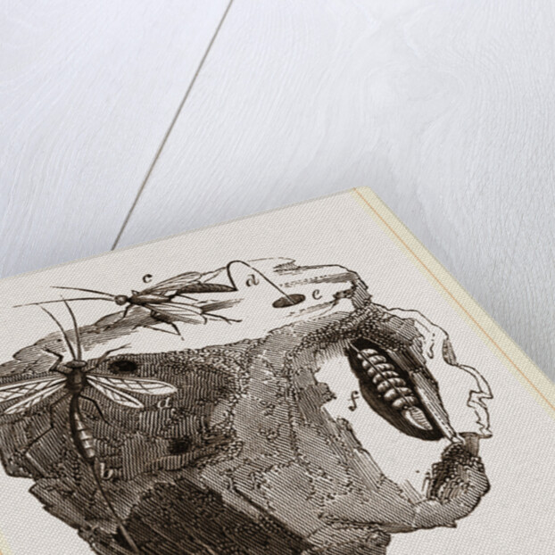 Ichneumon-Flies ovipositing by Anonymous