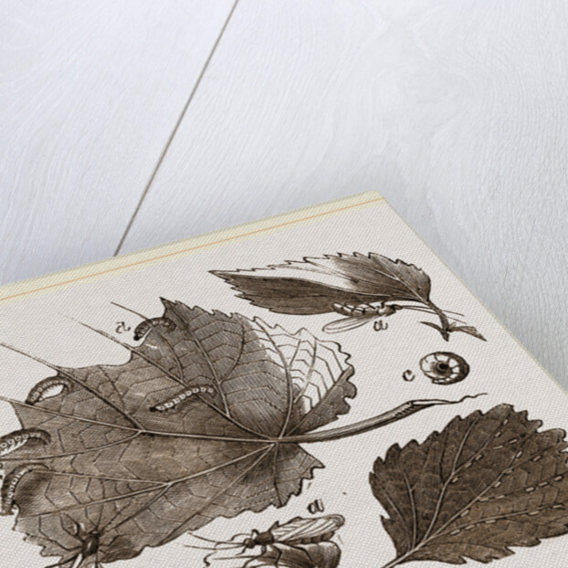 Saw-Fly of the Gooseberry by Anonymous