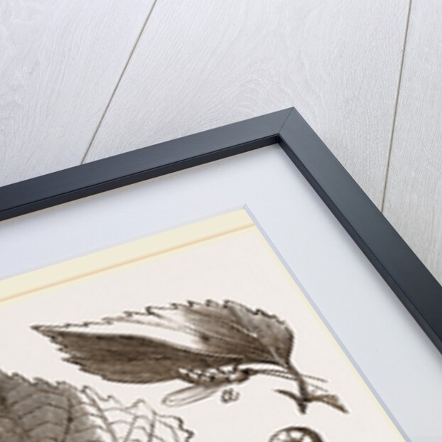 Saw-Fly of the Gooseberry by Anonymous