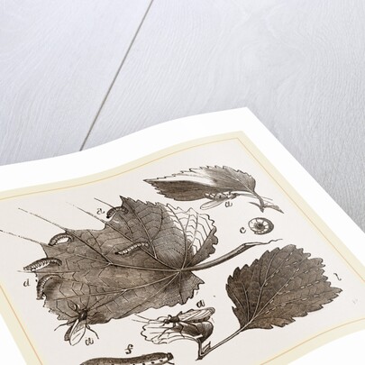 Saw-Fly of the Gooseberry by Anonymous