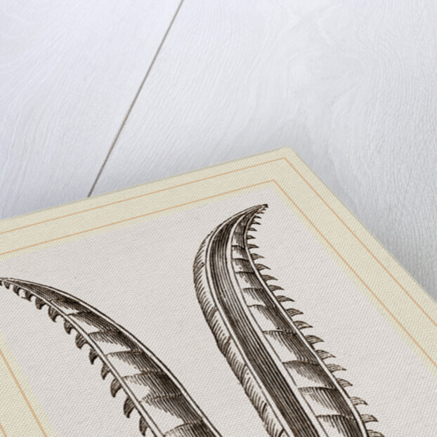 Ovipositor of Saw-Fly by Anonymous