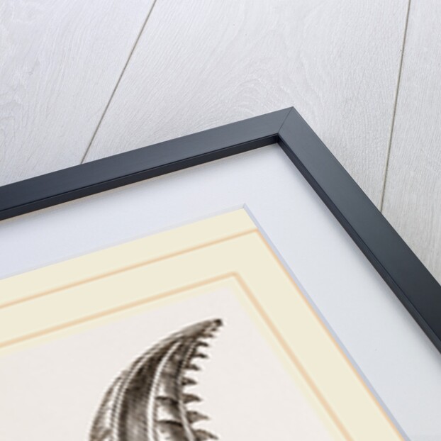 Ovipositor of Saw-Fly by Anonymous