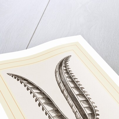 Ovipositor of Saw-Fly by Anonymous