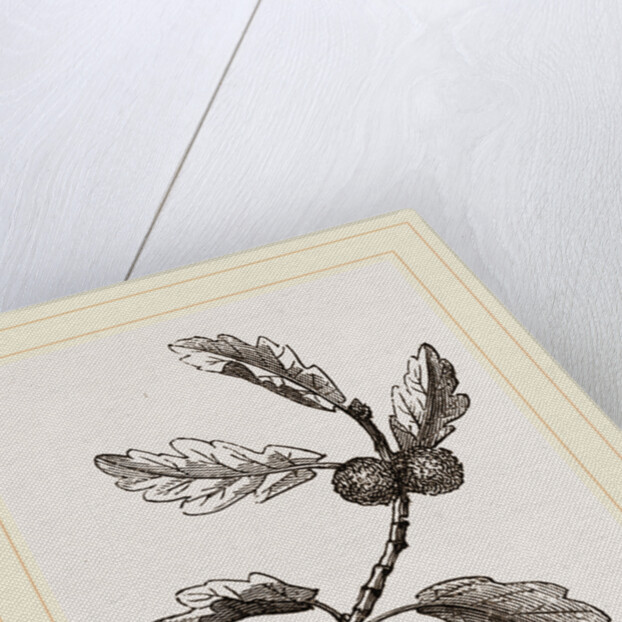 Galls of Oak by Anonymous