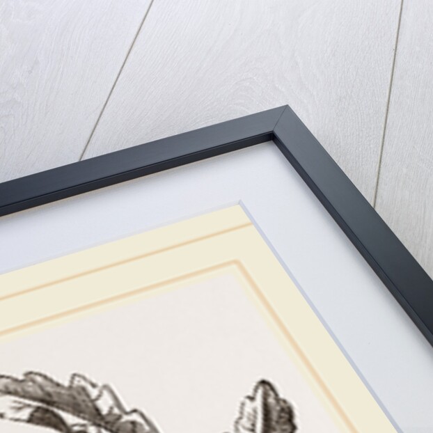 Galls of Oak by Anonymous