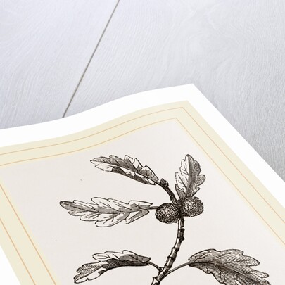 Galls of Oak by Anonymous