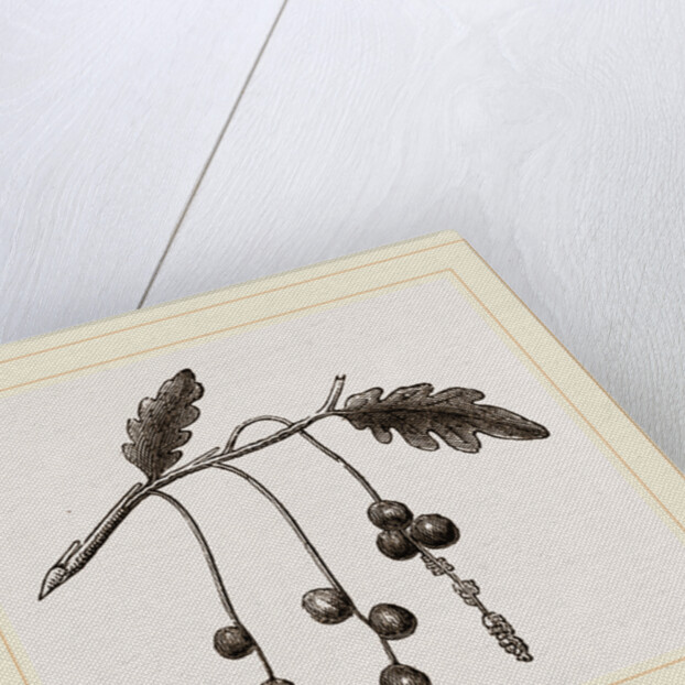 Currant-galls on Oak by Anonymous