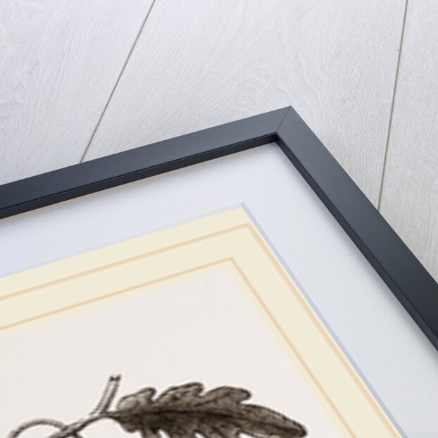 Currant-galls on Oak by Anonymous