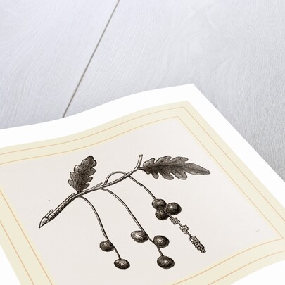 Currant-galls on Oak by Anonymous