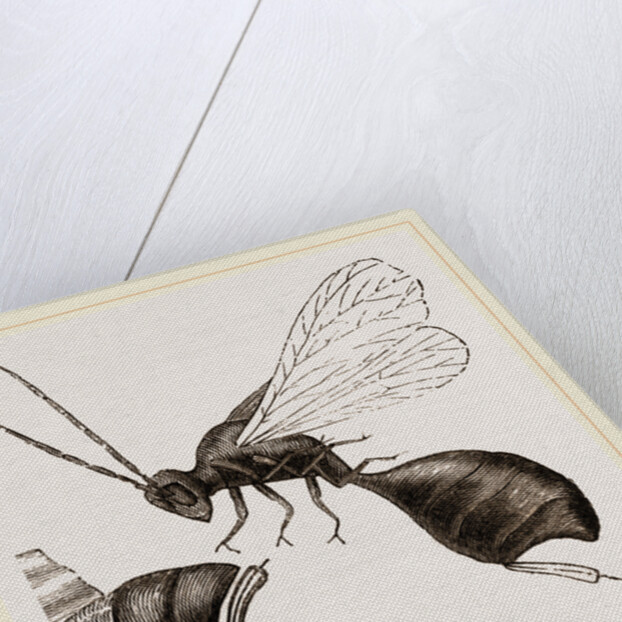 Gall-Fly by Anonymous