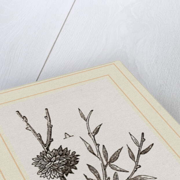 Galls of Dyer's-Broom Insect by Anonymous