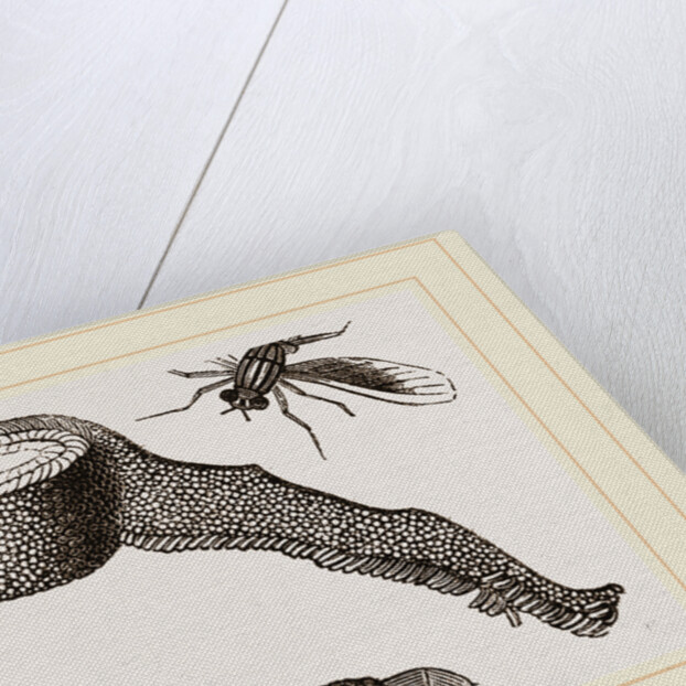 Chequered Blow-Fly and Larvae by Anonymous