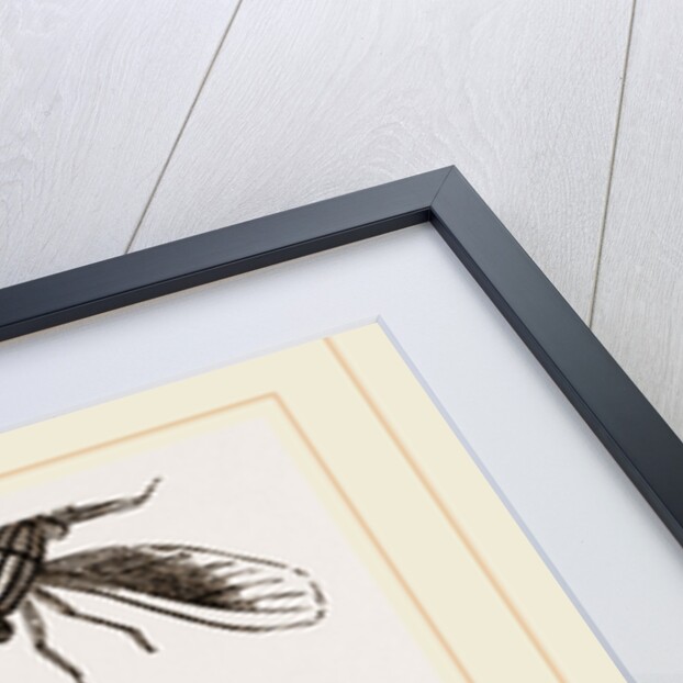 Chequered Blow-Fly and Larvae by Anonymous