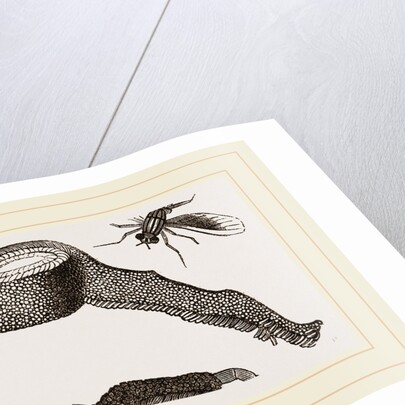 Chequered Blow-Fly and Larvae by Anonymous