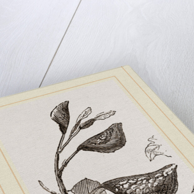 Eriosoma and Galls on Poplar by Anonymous