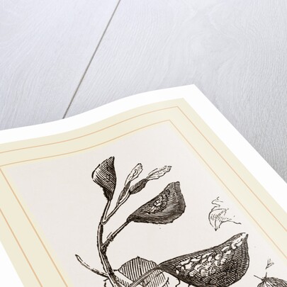 Eriosoma and Galls on Poplar by Anonymous