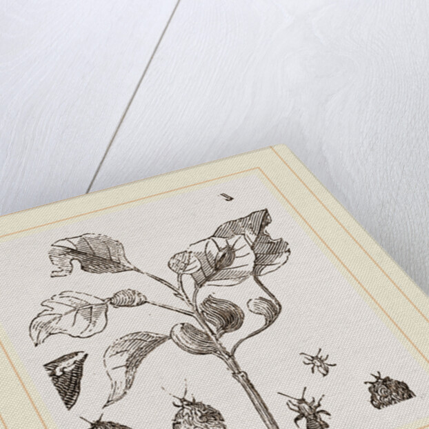 Eriosoma and Galls on Poplar by Anonymous