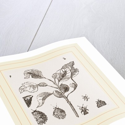 Eriosoma and Galls on Poplar by Anonymous