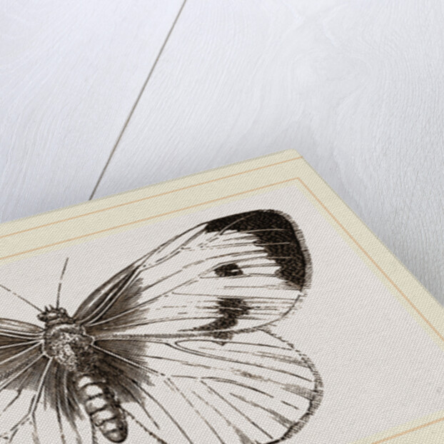 Cabbage-Butterfly by Anonymous